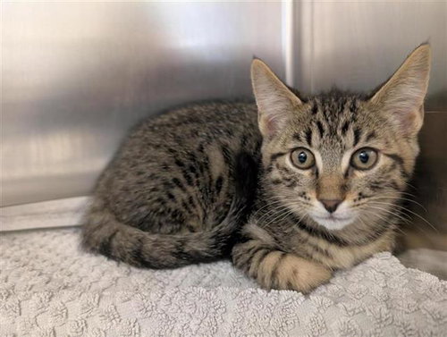 TOBY, Baby Domestic Short Hair (medium coat), cat for adoption in Brentwood, California