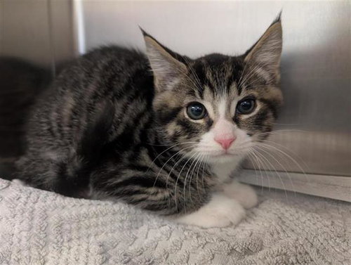 TONY, Baby Domestic Short Hair (medium coat), cat for adoption in Brentwood, California