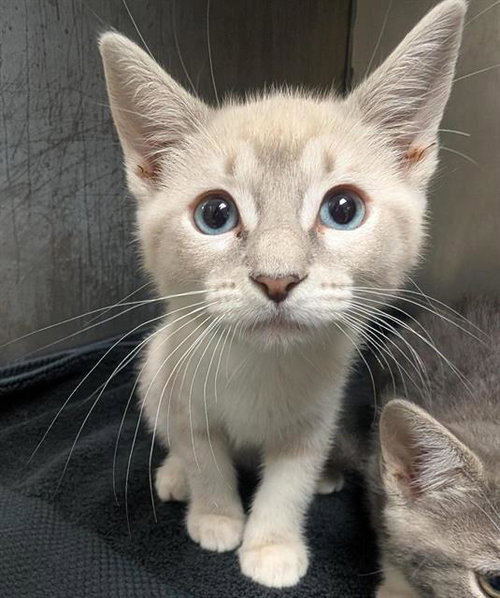 PATRICK, Baby Domestic Short Hair (medium coat), cat for adoption in Brentwood, California