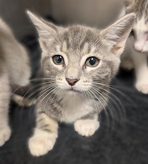 PENELOPE, Baby Domestic Short Hair (medium coat), cat for adoption in Brentwood, California