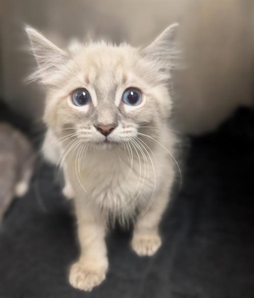 PETER, Baby Domestic Short Hair (medium coat), cat for adoption in Brentwood, California