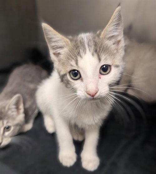 PAUL, Baby Domestic Short Hair (medium coat), cat for adoption in Brentwood, California