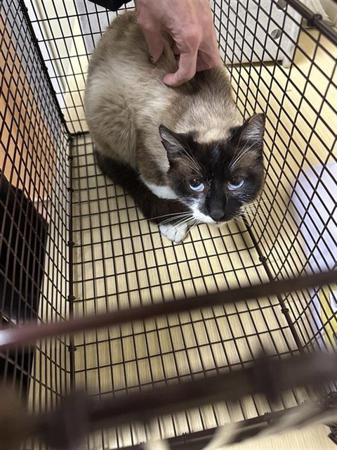 STELLA, Adult Domestic Short Hair (medium coat), cat for adoption in Brentwood, California
