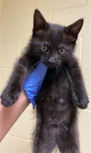 MOOSE, Baby Domestic Short Hair (medium coat), cat for adoption in Brentwood, California
