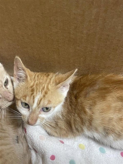 JELLY BEAN, Baby Domestic Short Hair (medium coat), cat for adoption in Brentwood, California