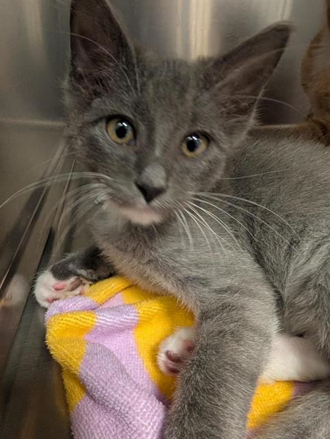SURIEL, Baby Domestic Short Hair (medium coat), cat for adoption in Brentwood, California