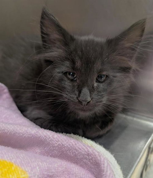 AZAZEL, Baby Domestic Short Hair (medium coat), cat for adoption in Brentwood, California