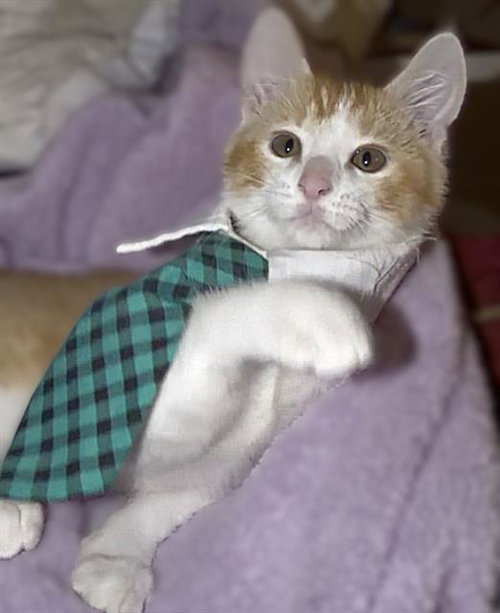 MATTY, Baby Domestic Short Hair (medium coat), cat for adoption in Brentwood, California