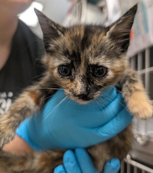 RORY, Baby Domestic Short Hair (medium coat), cat for adoption in Brentwood, California