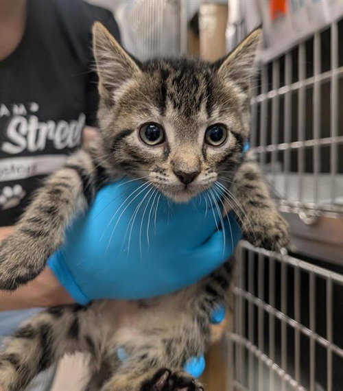 LEO, Baby Domestic Short Hair (medium coat), cat for adoption in Brentwood, California