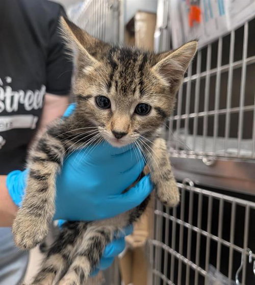 REX, Baby Domestic Short Hair (medium coat), cat for adoption in Brentwood, California