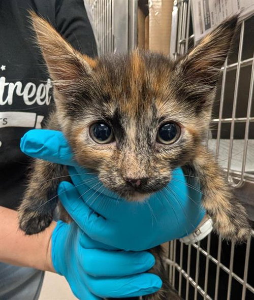 CORAL, Baby Domestic Short Hair (medium coat), cat for adoption in Brentwood, California