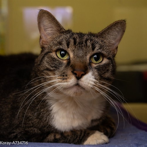 KORAY, Senior Domestic Short Hair (medium coat), cat for adoption in Fairfield, California