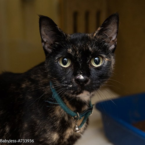 BABY JESS, Adult Domestic Short Hair (medium coat), cat for adoption in Roseville, California
