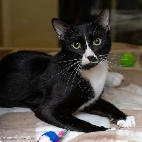 ARMANDO, Adult Domestic Short Hair (medium coat), cat for adoption in Lincoln, California