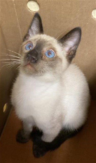 A734973, Baby Domestic Short Hair (medium coat), cat for adoption in Roseville, California