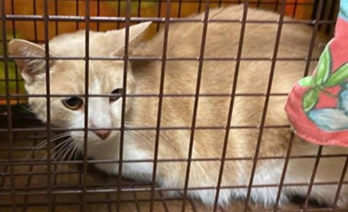 MOMMA DAISY, Adult Domestic Short Hair (medium coat), cat for adoption in Roseville, California