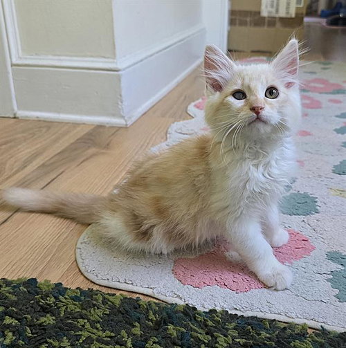 CHEDDAR, Baby Domestic Long Hair (medium coat), cat for adoption in Roseville, California