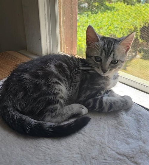 PEPPER, Baby Domestic Short Hair (medium coat), cat for adoption in Roseville, California