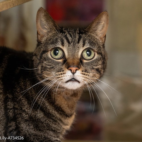 LILY, Senior Domestic Short Hair (medium coat), cat for adoption in Pittsburg, California