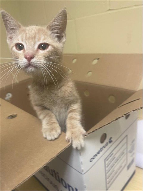 A735054, Baby Domestic Short Hair (medium coat), cat for adoption in Roseville, California