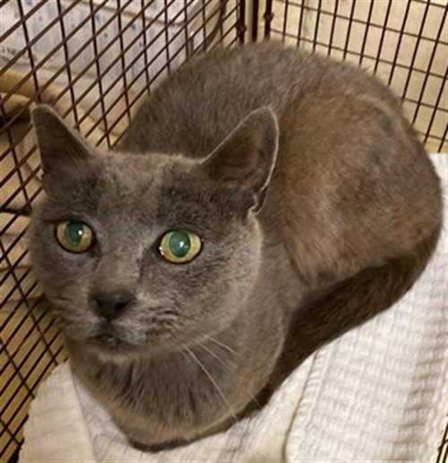 MARY, Adult Domestic Short Hair (medium coat), cat for adoption in Roseville, California