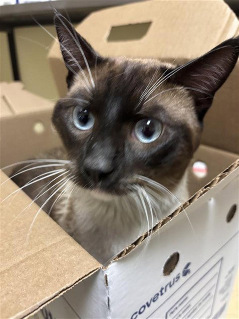 WINDWARD, Young Snowshoe (medium coat), cat for adoption in Roseville, California