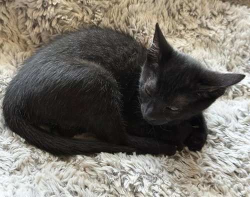 SALLY, Baby Domestic Short Hair (medium coat), cat for adoption in Roseville, California