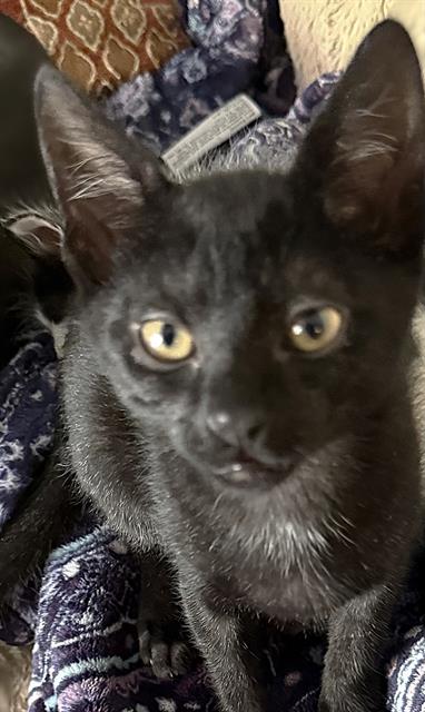 GILLIAN, Baby Domestic Short Hair (medium coat), cat for adoption in Roseville, California