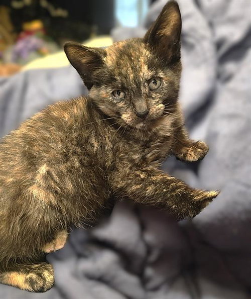 TULIP, Baby Domestic Short Hair (medium coat), cat for adoption in Fairfield, California