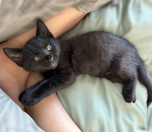 OPAL, Baby Domestic Short Hair (medium coat), cat for adoption in Fairfield, California