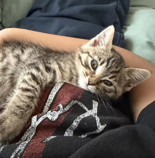 RUBY, Baby Domestic Short Hair (medium coat), cat for adoption in Fairfield, California