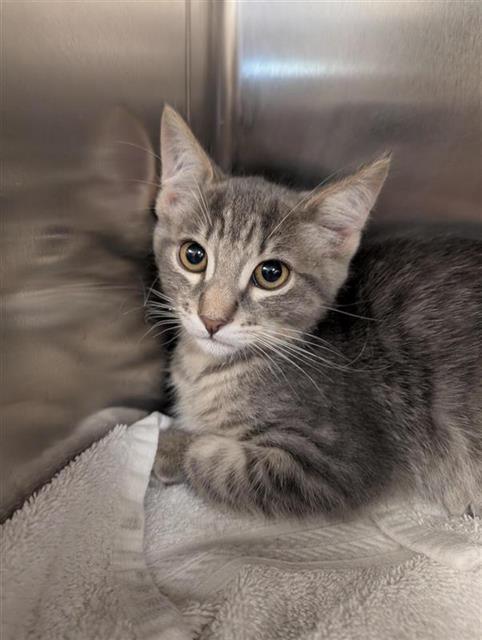 CHLOE, Baby Domestic Short Hair (medium coat), cat for adoption in Fairfield, California