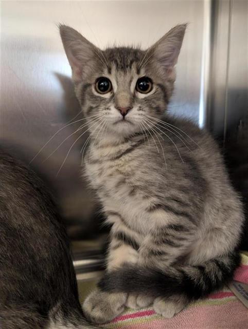 CONNER, Baby Domestic Short Hair (medium coat), cat for adoption in Fairfield, California