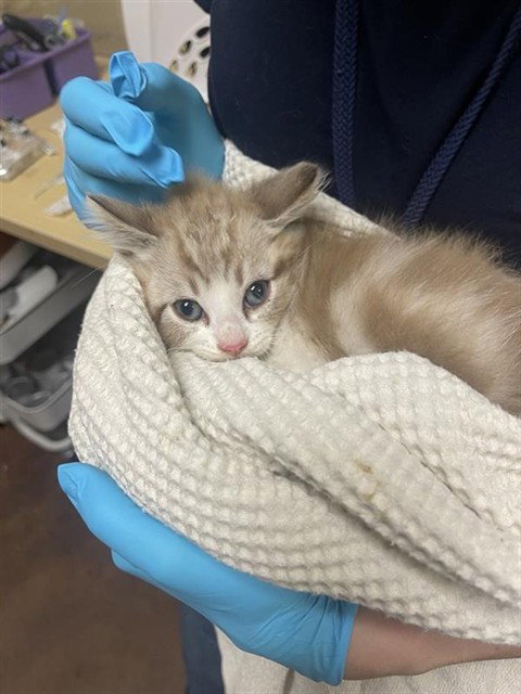 GRANITE, Baby Domestic Short Hair (medium coat), cat for adoption in Roseville, California