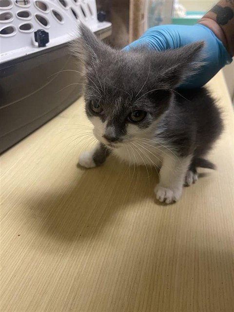 RAIN, Baby Domestic Short Hair (medium coat), cat for adoption in Roseville, California