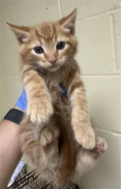 SUGAR, Baby Domestic Short Hair (medium coat), cat for adoption in Roseville, California