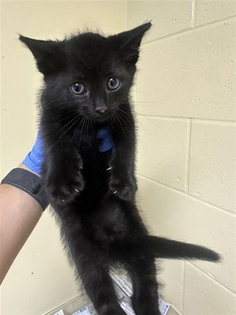 ALKALINE, Baby Domestic Short Hair (medium coat), cat for adoption in Roseville, California