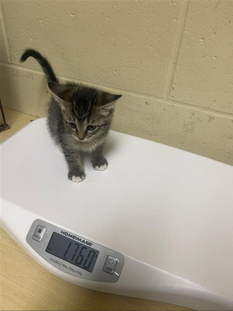 GETHSEMANE, Baby Domestic Short Hair (medium coat), cat for adoption in Roseville, California
