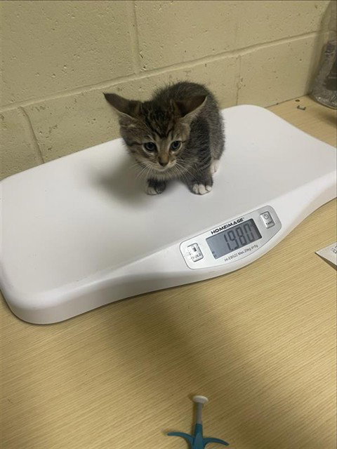 DAMOCLES, Baby Domestic Short Hair (medium coat), cat for adoption in Roseville, California