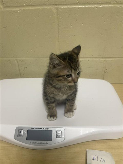ARCADIA, Baby Domestic Short Hair (medium coat), cat for adoption in Roseville, California