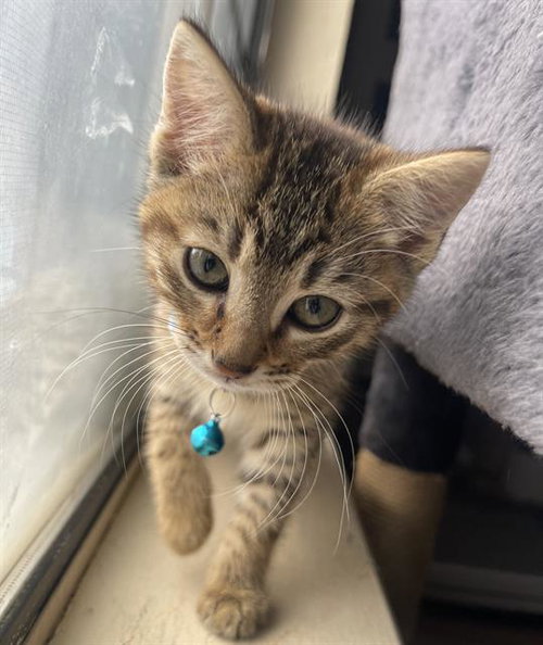 RIVER, Baby Domestic Short Hair (medium coat), cat for adoption in Roseville, California