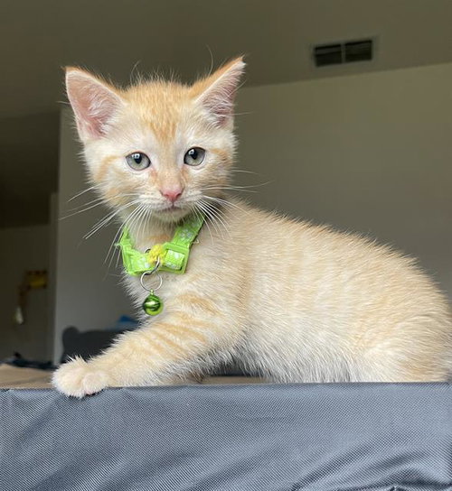 KAROT, Baby Domestic Short Hair (medium coat), cat for adoption in Fairfield, California