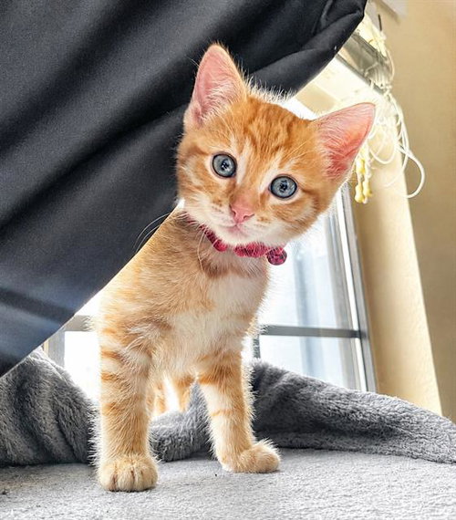 MILES, Baby Domestic Short Hair (medium coat), cat for adoption in Fairfield, California