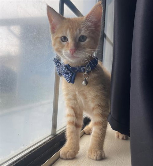 PEPPER, Baby Domestic Short Hair (medium coat), cat for adoption in Fairfield, California