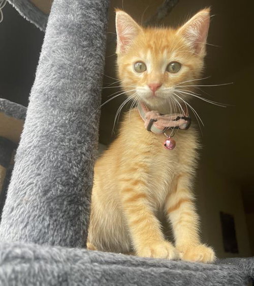 DOFLAMINGO, Baby Domestic Short Hair (medium coat), cat for adoption in Fairfield, California