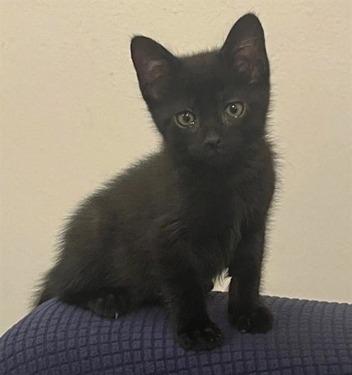 DASHI, Baby Domestic Short Hair (medium coat), cat for adoption in Fairfield, California