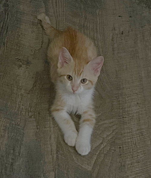 SHELLINGTON, Baby Domestic Short Hair (medium coat), cat for adoption in Fairfield, California
