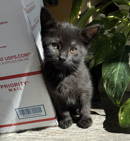 TWIN 2, Baby Domestic Short Hair (medium coat), cat for adoption in Fairfield, California