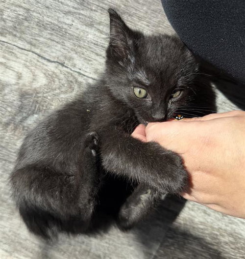 TWIN 1, Baby Domestic Short Hair (medium coat), cat for adoption in Fairfield, California